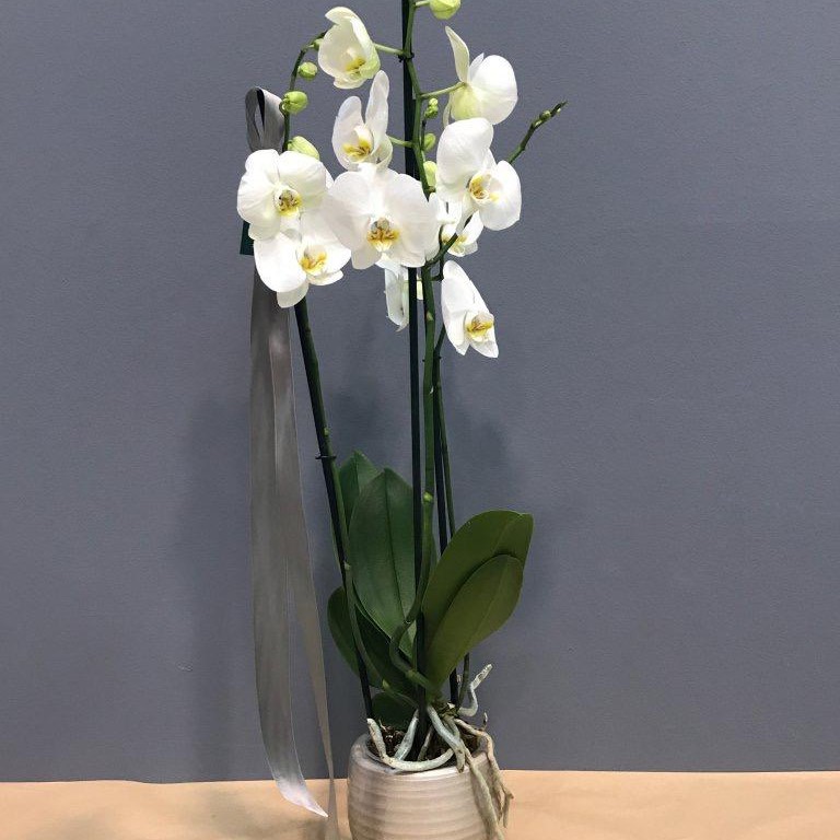 Orquídea con maceta de cerámica